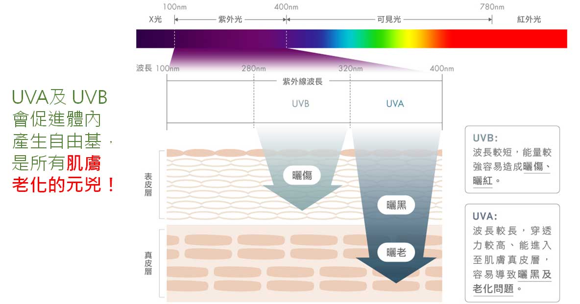 UVA及 UVB 會促進體內產生自由基，是所有肌膚老化的元兇